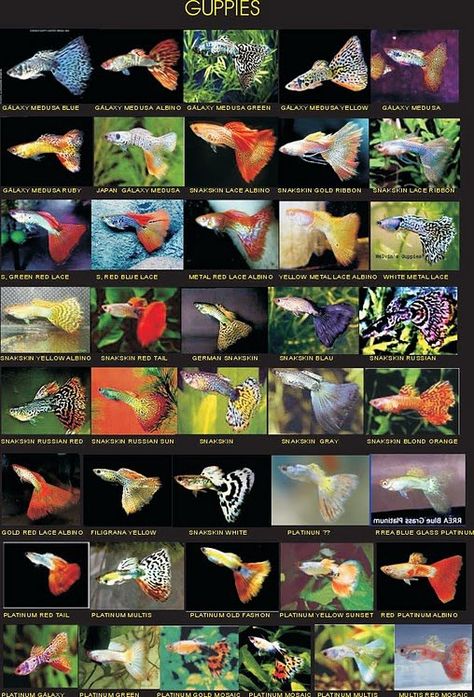 Fish Posters, Types Of Betta Fish, Aquarium Tips, Fish Tank Themes, Betta Fish Types, Tropical Fish Tanks, Tropical Fish Aquarium, Tropical Freshwater Fish, Guppy Fish