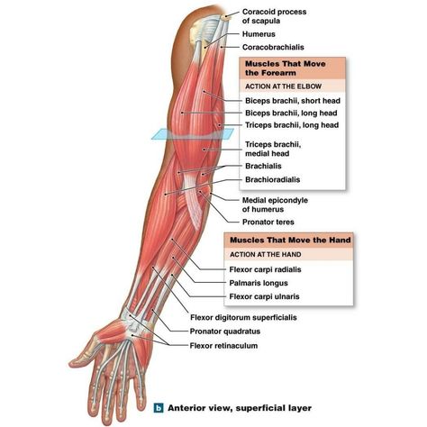 Human Anatomy Picture, Human Body Muscles, Arm Anatomy, Human Muscle Anatomy, Medical Notes, Biceps Brachii, Forearm Muscles, Body Muscles, Nursing School Survival