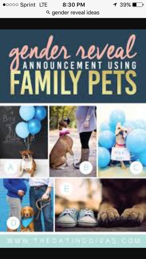 Simple Gender Reveal Ideas With Dogs, Animal Gender Reveal Ideas, Pet Gender Reveal, Gender Reveal Party Games Activities, Gender Reveal Ideas With Dog, Gender Reveal Ideas For Party, Gender Reveal Photography, Simple Gender Reveal, Photo Bb