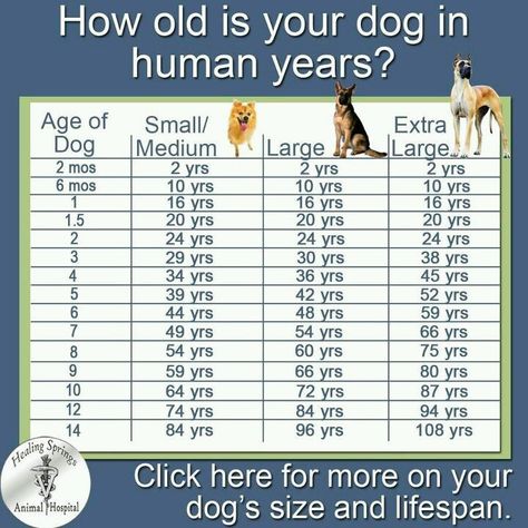 How old is your dog in human years Dog Age Chart, Perro Shih Tzu, Dog Health Tips, Game Mode, Dog Ages, Dog Facts, Dog Years, Dog Info, Pet Hacks