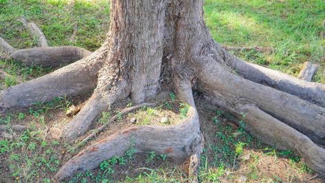 Plants That Love Shade, Ophiopogon Japonicus, Black Mondo Grass, Hiding Ugly, Invasive Plants, Large Tree, Ground Cover Plants, Shade Trees, Tree Roots