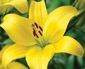 Gironde - Asiatic Lilies - Lilies - Flowers by category | Sierra Flower Finder Yellow Lilies, Asiatic Lily, Trumpet Lily, American Meadows, Flower Seeds Packets, Lily Bulbs, Fall Bulbs, Asiatic Lilies, Wildflower Seeds