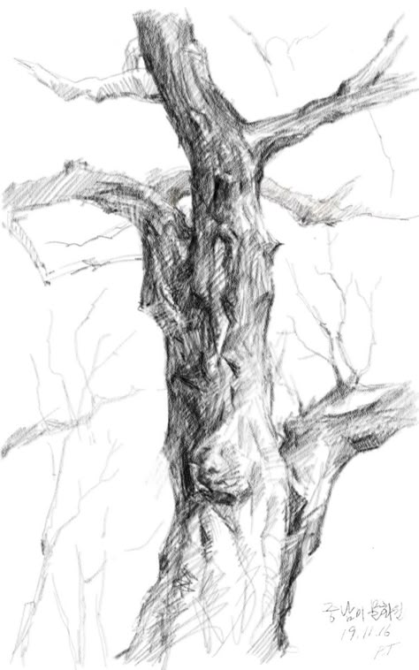 Pencil Landscape Drawings, Tree Pencil Sketch, Pencil Landscape, Sketch Nature, Branch Drawing, Tree Drawings, Tree Sketch, Portland Head Light, Pencil Drawings For Beginners