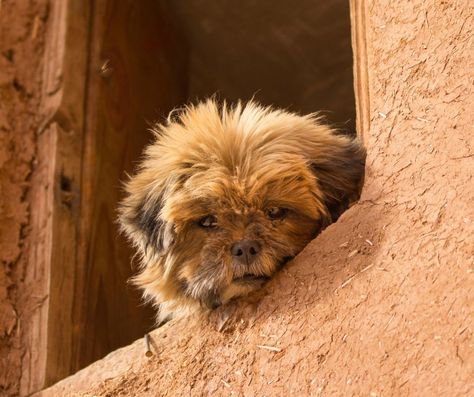 An homage to the small monkey-like face of the Affenpinscher, also often referred to as a Zwergaffenpinscher or dwarf pinscher, the Affenpinscher’s name is derived from the German term “Affe,” which means monkey. Known in France as the Diabletin Moustache, the Affenpinscher is recognized as the Diabletin Moustache because of its mustache. While tiny dogs were employed to keep vermin out of houses and markets across Europe in the 1700s, the Affenpinscher was bred to be even shor Affenpinscher Puppy, Affenpinscher Dog, Small Monkey, Wet Dog Food, Puppy Food, Dog Breeder, Tiny Dogs, Dry Dog Food, Dog Walker