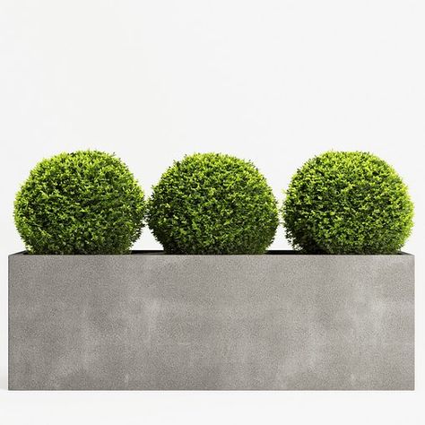 Boxwood Topiary Three Balls Pom Pom Topiary, Boxwood Bush, Burning Bush, Boxwood Topiary, Tall Planters, Topiaries, Outdoor Plants, 3ds Max, Green Leaves