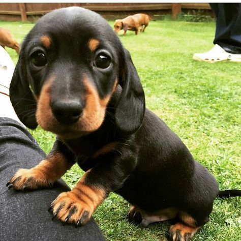 Nature's Lovers on Twitter: "Puppy eyes? Check. Leg folds? Check.… " Weenie Dogs, Landscape Designs, Dachshund Puppies, Dachshund Love, Puppy Care, Weiner Dog, Dachshund Dog, Baby Dogs, Dog Care