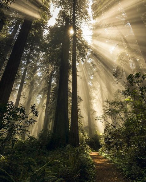 Jake Egbert Photography on Instagram: “Speechless... . . The trail was called Damnation Creek... But it felt kinda like heaven. . . #FromUnderTheFedora . #redwoods #california…” Sunlit Forest, Deer Tattoo Designs, Redwoods California, Photography Learning, Hiking Photography, Information Overload, Types Of Cameras, Take Pictures, Pictures To Draw