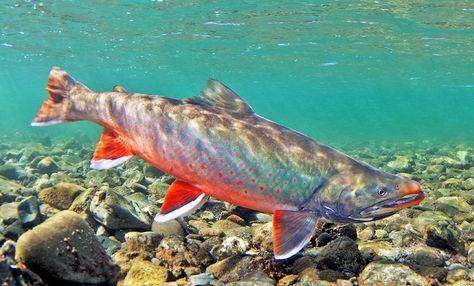 Arctic Char Salmon - Salvelinus Alpinus Trout Photography, Dolly Varden, Arctic Char, Alaska Salmon, Pretty Fish, Fishing Photography, Brook Trout, Fish Tank Plants, Cool Fish