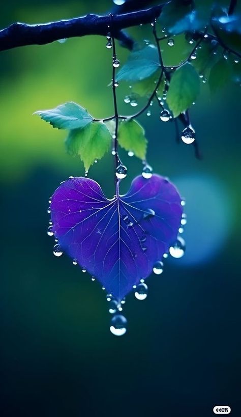 Heart In Nature, Halloween Wallpapers, Best Nature Wallpapers, Iphone Wallpaper Hd Nature, Image Nature, Lovely Flowers Wallpaper, मोबाइल वॉलपेपर, Cute Flower Wallpapers, Wallpaper Nature Flowers