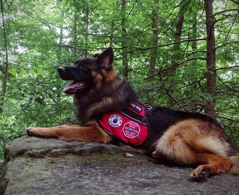 Service Dogs German Shepherd, German Shepard Service Dog, Service Dog German Shepherd, Service Dog Aesthetic, German Shepherd Service Dog, Long Hair German Shepherd, Long Haired German Shepherd, Psychiatric Service Dog, Service Dogs Gear