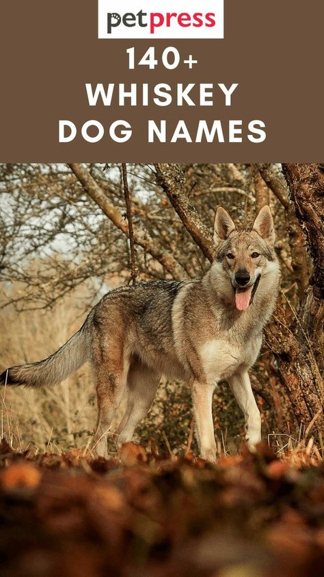 140+ Whiskey Inspired Dog Names For Your Cute Pooches Alcohol Dog Names, Western Dog Names Boy, Western Dog Names, Rare Dog Names, Country Dog Names, Cowboy Names, Western Names, Boy Dog Names, Girl Dog Names