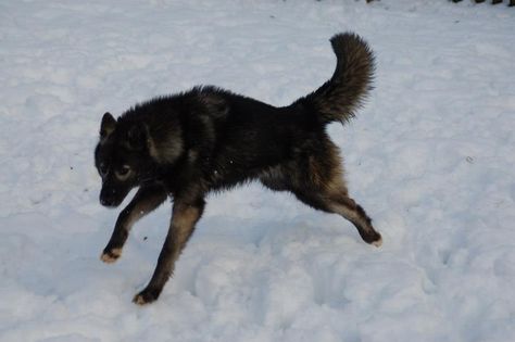 The Black Grey Tamaskan Club Tamaskan Dog Black, Agouti Husky, Siberian Laika, Tamaskan Dog, Wolf Poses, Shiloh Shepherd, Dog Aesthetic, Oc Inspiration, Dogs Breeds