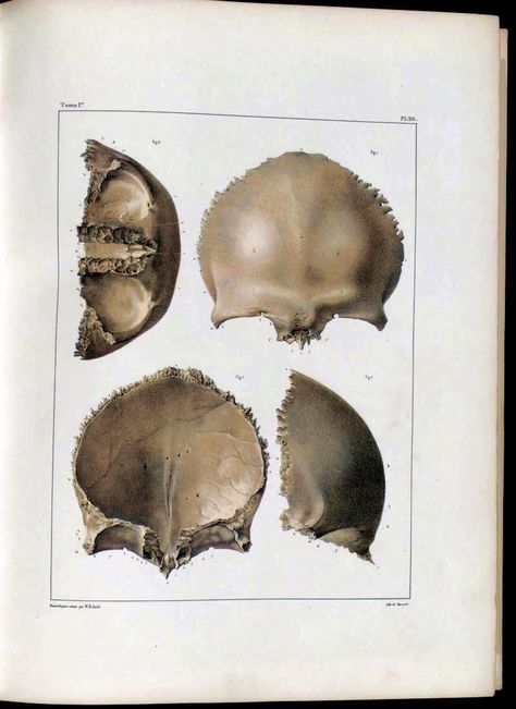 Frontal Bone, Human Skull Drawing, Bone Drawing, Human Anatomy Reference, Anatomy Images, Art Anatomy, Head Anatomy, Forensic Anthropology, Skull Reference