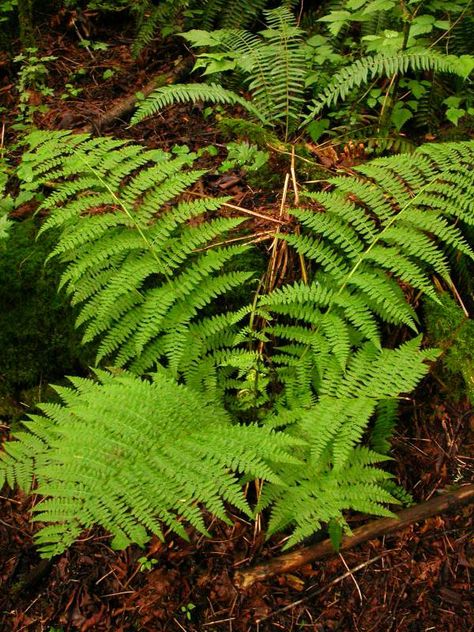 Skunk Cabbage, Lady Fern, Oregon Washington, Vascular Plant, Silver Birch, Shade Plants, Green Nature, Plant Nursery, Companion Planting