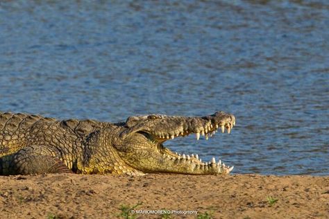 Big teeth..... Estuarine Crocodile, Crocodile Animal, Zoo Project, Nile Crocodile, Strongest Animal, Wild Animals Pictures, Animal Guides, Masai Mara, African Wildlife