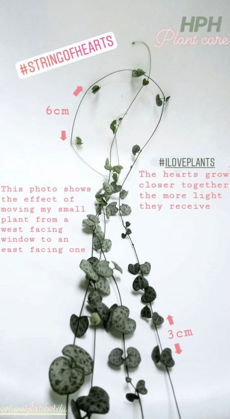 Growing string of hearts: Ceropegia woodii Care Guide - HOUSEPLANTHOUSE Plant 101, Chain Of Hearts Plant, String Of Hearts Plant, Ceropegia Woodii, Chain Of Hearts, Succulent Potting Mix, String Of Hearts, Plants Are Friends, Hanging Succulents