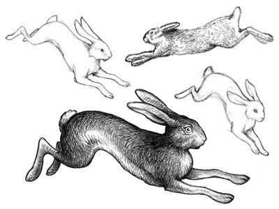 Rabbit Sketches, Hare Sketch, Rabbit Jumping, Bunny Sketches, Rabbit Artwork, Rabbit Tattoo, Rabbit Drawing, Bunny Tattoos, Rabbit Tattoos