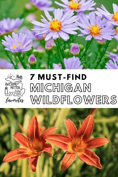 Michigan Wildflowers Native Plants, Michigan Native Plants Landscapes, Michigan Garden Ideas, Michigan Landscaping Ideas, Michigan Wildflowers, Michigan Landscaping, Michigan Garden, Michigan Gardening, Michigan Travel Destinations