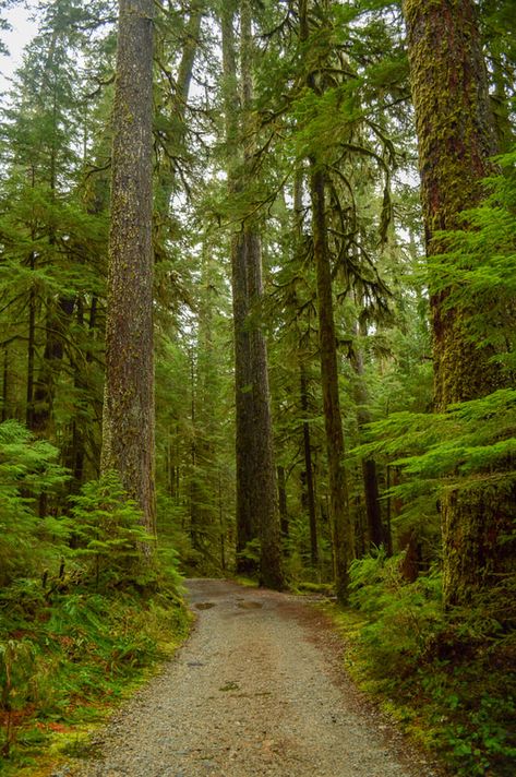 Opal Creek Oregon, Oregon Aesthetic, Oregon Trees, Cottage In The Forest, Oregon Pictures, Oregon Nature, Oregon Hikes, Pacific Nw, Oregon Trail