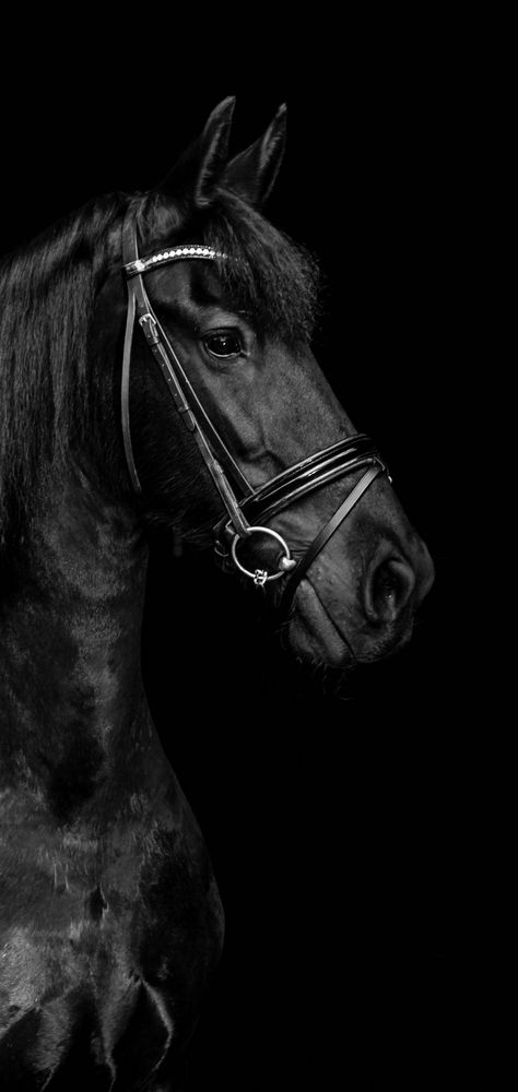 Horse Wallpaper Explore more Animal, Domesticated, Hoofed, Horse, Mammal. wallpaper. https://www.whatspaper.com/horse-wallpaper-44/ Black Horse Wallpaper Iphone, Horse Background, Lucky Wallpaper, Polo Horse, Wolf Photos, Horse Wallpaper, Horse Aesthetic, Black Horses, Most Beautiful Horses