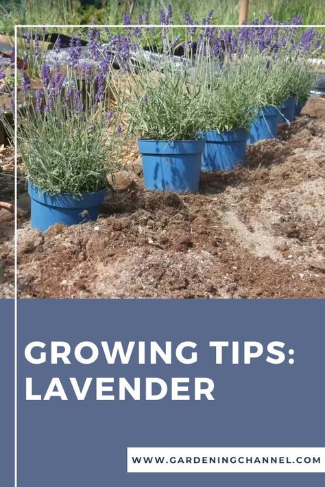 lavender planted with text overlay growing tips lavender Lavender Flower Bed, Lavender Beds, Tall Raised Garden Beds, Grow Lavender, Lavender Bedding, Growing Lavender, Gardening 101, Grow Your Own Food, Lavender Flowers