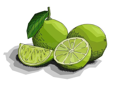 Lime Drawings, Drawing Fruit, Fruits Drawing, Different Skin Tones, Illustration Graphic, Limes, Graphic Arts, Business Flyer, Art Sketches