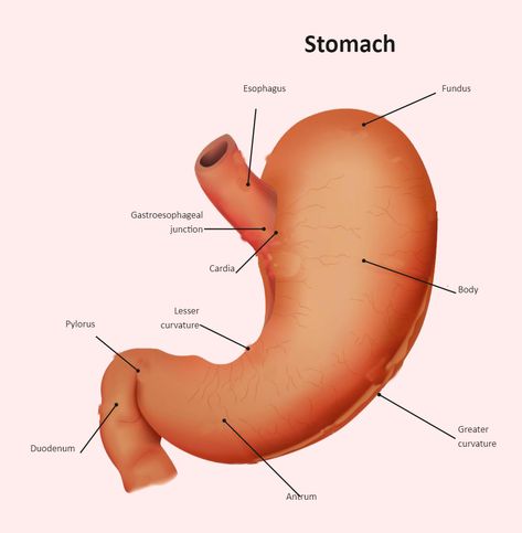 Stomach Diagram Labeled Science Illustration Design, Stomach Diagram, Science Diagram, Digestive System Anatomy, Diagram Ideas, Science Diagrams, Human Organs, Lower Stomach, Biology Science