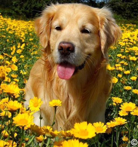 Yellow on Instagram: “Consider your feeds blessed😍🌻💛 > Comment a @yellow emoji🌼” Golden Retriever Dog Aesthetic, Golden Dog Aesthetic, Golden Astethic, Golden Retriever Boy Aesthetic, Dog Aesthetic Icon, Golden Retriever Puppy Aesthetic, Dog Moodboard, Golden Retriever Boy, Golden Retriever Aesthetic