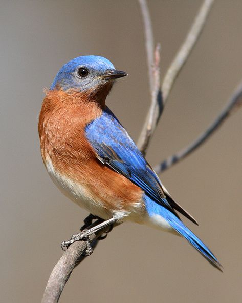 Eastern Bluebird (Sialia sialis) - photo by J. Wells Bluebird Nest, Bird Watercolor Paintings, Eastern Bluebird, Nature Birds, Backyard Birds, Exotic Birds, Bird Pictures, Bird Drawings, Pretty Birds