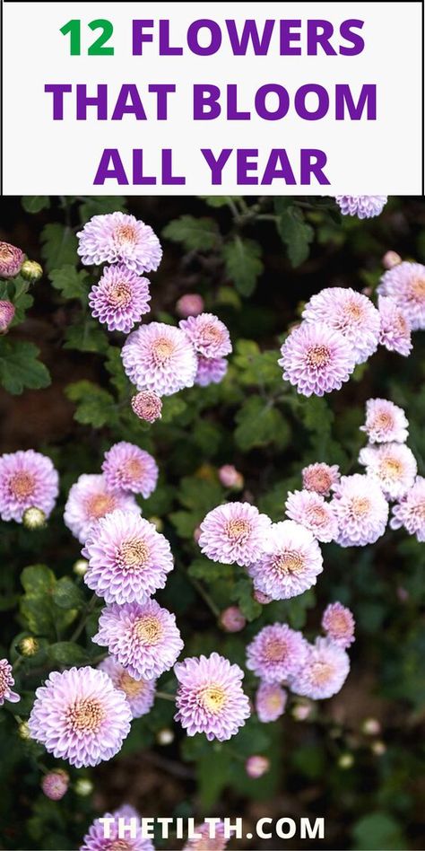 12 Flowers That Bloom All Year Round Year Around Flowers Front Yards, Year Long Flower Bed, Flower Bed That Blooms All Year, All Year Around Plants, Zone 7 Flower Beds, Beautiful Potted Flowers, All Year Round Flower Bed, All Year Flowers, All Year Round Garden Plants