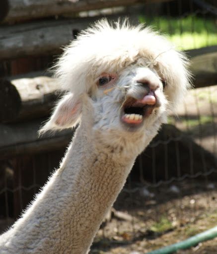 "I'M out of order? YOU'RE out of order! You're ALL out of order!!!" - Al-paca-cino - #Alpacas Goofy Expressions, Alpaca Funny, Llama Pictures, Llama Face, Tuscany Landscape, Alpaca Farm, Sacred Mountain, Llama Drama, Llama Alpaca