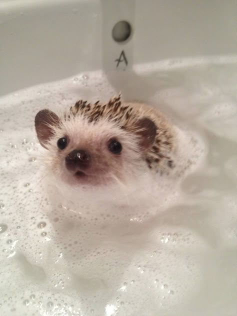 You guys, I'm gonna have to get a hedgehog just so I can give him a bath. This is ridiculous.....ly adorable! Cute Heghog, Cute Hedgehog Aesthetic, Animals Taking A Bath, Hedgehog Bath, Hedgehog Pet Aesthetic, Hedgehog Drawing, Hedgehog Pet, Cutest Animals, Cute Hedgehog