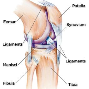 When your knees make a "crunching" sound Emt School, Knee Anatomy, Stiff Knee, Joints Anatomy, Human Knee, Knee Relief, Knee Ligaments, School Test, Nursing Cheat