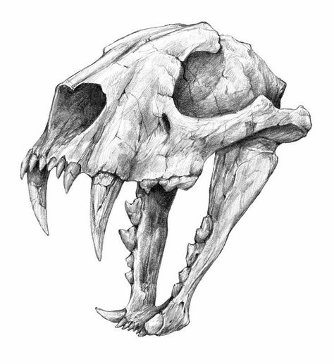 Animal Skull Drawing, Skull Drawing Sketches, Bone Drawing, Skull Drawings, Bear Skull, Skull Reference, Whatsapp Wallpapers Hd, Skull Sketch, Skeleton Drawings