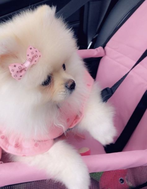 Twitter Pink Dog Aesthetic, Pink Puppies, Spoiled Dog, Cute Small Dogs, Puppy Mom, Dog Mommy, Spoiled Dogs, Cute Pomeranian, Pink Puppy