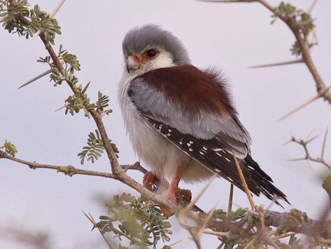 Pygmy Falcon, Aesthetic Bird, Falcon Bird, Fursona Ideas, Raptors Bird, Beautiful Art Paintings, Stunning Nature, Birds And Flowers, All Birds