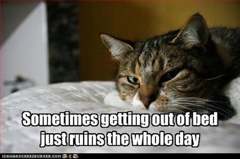 So so true Disappointed Cat, Playing The Victim, Funny Cat Memes, Funny Cat Pictures, The Funny, Silly Cats, Crazy Cat Lady, Beautiful Cats, Funny Cat