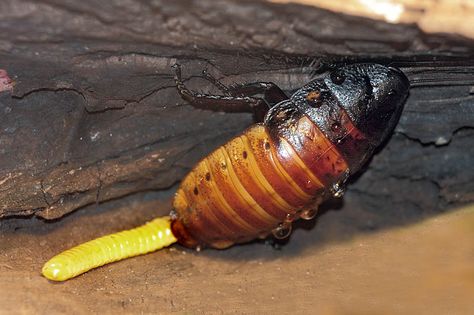 Hissing cockroach thermoregulating ootheca Hissing Cockroach, Madagascar Hissing Cockroach, Kill Roaches, Los Angeles Zoo, Bronx Zoo, Great Smoky Mountains, Train Rides, Smoky Mountains, A Train