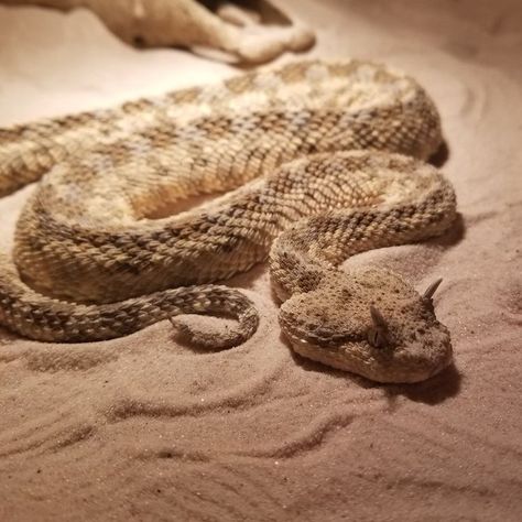 Horned Viper Snake, Horned Snake, Horned Viper, Desert Snake, Viper Snake, Stories Pictures, Pretty Snakes, Arabian Peninsula, Desert Animals