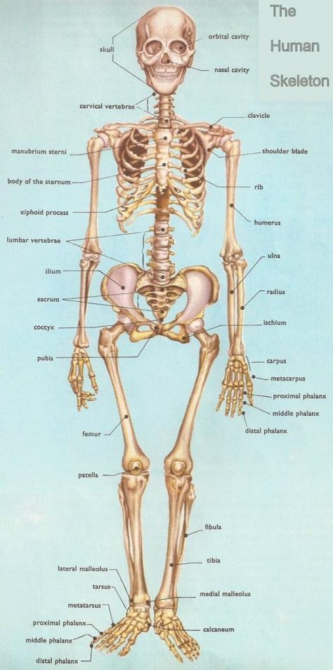 Anatomy Practice Quiz On Skeletal System Skeletal System Anatomy, The Human Skeleton, Human Skeletal System, Anatomy Bones, Anatomy Practice, Medical Student Study, Skeletal System, Human Body Anatomy, Human Bones