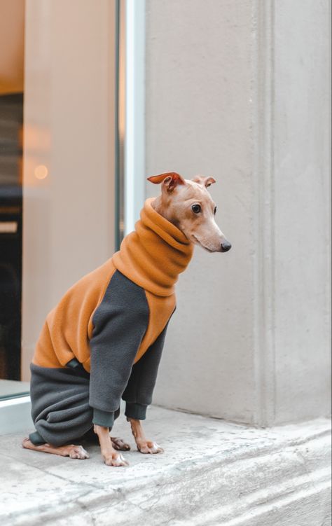 Greyhound Clothes, Italian Greyhound Clothes, Italian Greyhound Puppies, Greyhound Puppy, Dog Trends, Every Dog Breed, Whippet Dog, Cozy Dog, Stylish Jumpsuit