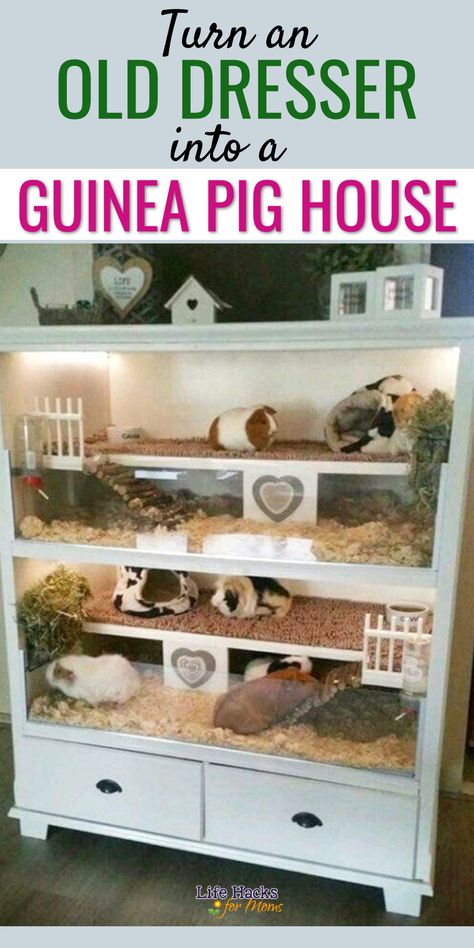 Dresser Guinea Pig Cage, Ginuea Pigs Cage Diy, Guine Pig Aesthetic, Gunie Pigs Cages, Guenia Pigs Cages Diy, Diy Ginny Pig Cage, Ginnie Pig Cages Ideas, Gineau Pig Cage Ideas Diy, Guinea Pig Outdoor Cage Ideas