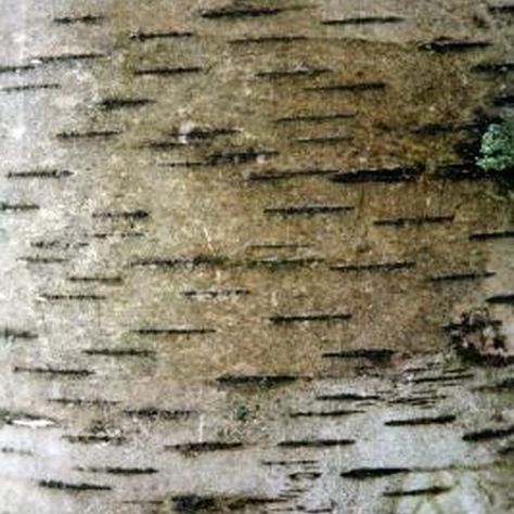 We carry birch strips of all sizes and layers of bark. These layers can be separated to wrap containers with ease or create craft projects. Birch Tree Crafts, Birch Bark Crafts Diy, Tree Bark Crafts, Bark Idea, Birch Bark Crafts, Birch Bark Baskets, Birch Craft, Deco Nature, Birch Bark