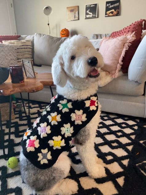 Crochet Stuff For Dogs, Crochet Animal Sweater Pattern, Things To Crochet For Dogs, Dog Crochet Ideas, Dog Crochet Projects, Granny Square Dog Sweater Free Pattern, Dog Granny Square Crochet, Crochet Ideas For Dogs, Crochet Projects For Dogs