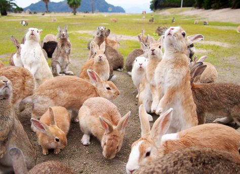 Bunny Island, Rabbit Island, Japan Picture, Wild Rabbit, Japan Vacation, Fluffy Bunny, Unusual Animals, Planet Of The Apes, Hiroshima