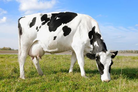 White black milch cow on green grass pasture. White milch cow with black spots g , #spon, #cow, #green, #milch, #White, #black #ad Gado Leiteiro, Testosterone Boosting Foods, Cows Milk, Cow Spots, Dairy Cattle, Dairy Cow, Dairy Farm, Dairy Cows, Dairy Farms