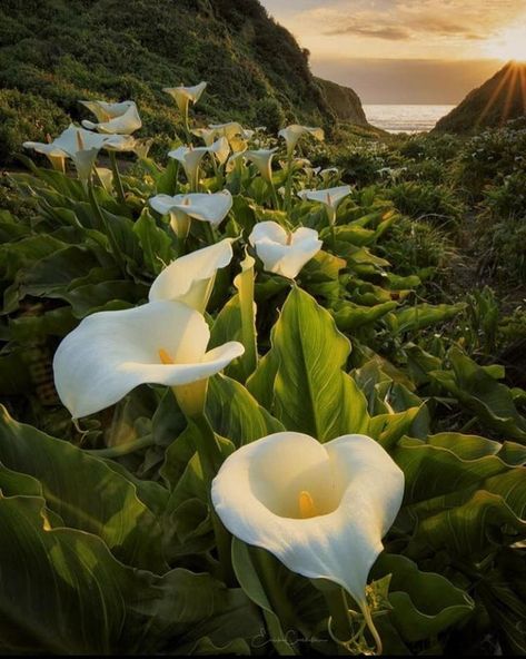 Big Sur California, Calla Lilies, Nature Landscape, Best Photographers, Flowers Nature, Big Sur, Calla Lily, Beautiful Images, Fine Art America