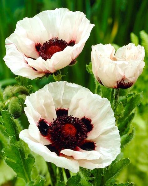 Papaver Orientale, Fall Perennials, Perry White, American Meadows, Flower Seeds Packets, White Poppy, Home Garden Plants, Spring Bulbs, Hardy Perennials