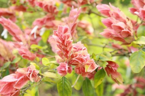 Before we talk about how to care for a shrimp plant, you should know what a shrimp plant is. This is an evergreen shrub that requires certain needs to grow it successfully. Read this article to learn more. Shrimp Plant, Fast Growing Vines, Growing Vines, Florida Gardening, Deer Resistant Plants, Plant Care Houseplant, Garden Vines, Garden Shrubs, Climbing Vines