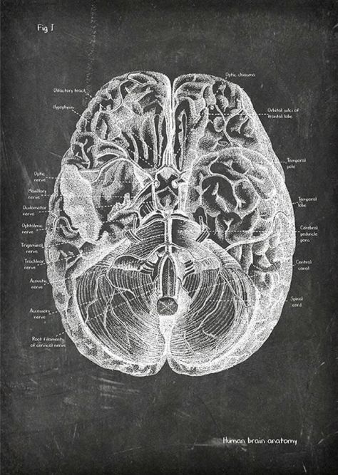 Brain Diagram, Neuroscience Art, Medical Drawings, Medical School Life, Medical Student Motivation, Emf Radiation, Medical Wallpaper, Brain Anatomy, Brain Art